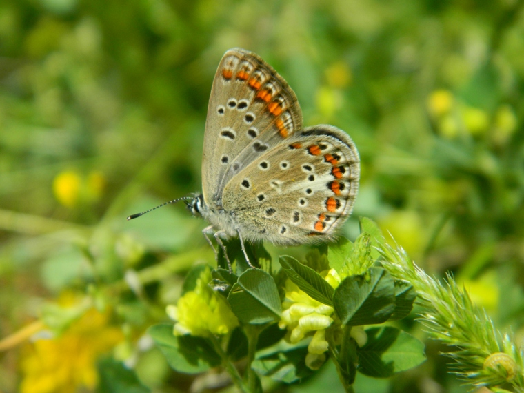 Quale Lycaenidae?